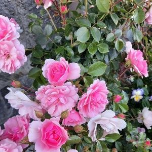 Meet your Posher, Maggie